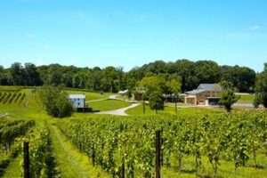 Casanel Vineyards