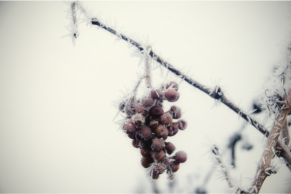 frozen grapes for ice wine