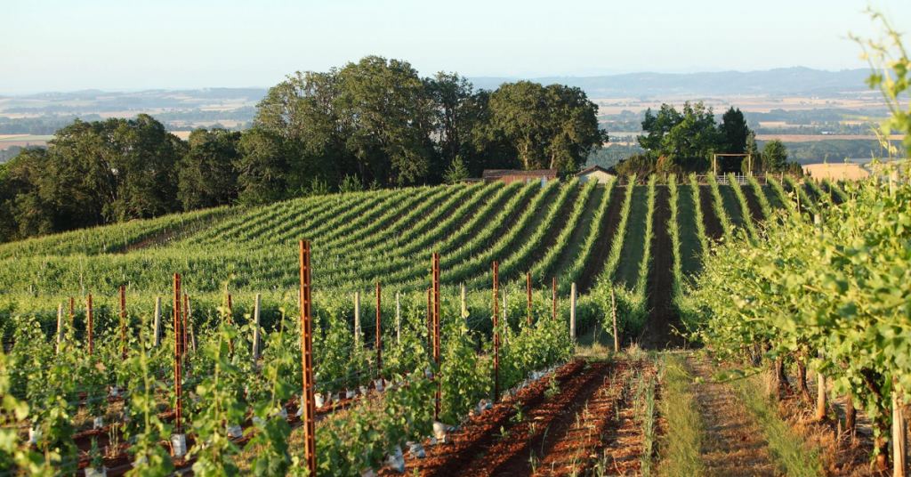 willamette valley pinot noir