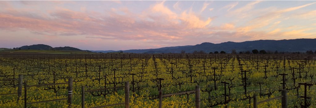 oldest winery in napa