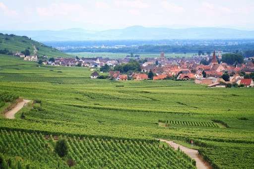 alsace wine