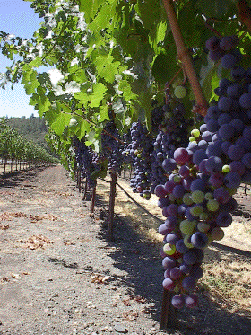 virginia wineries