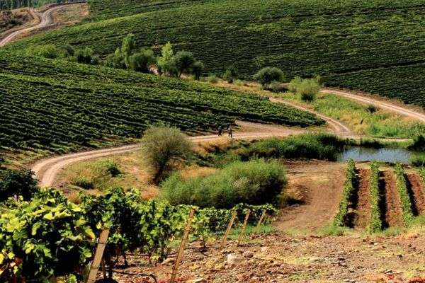 turkish wine