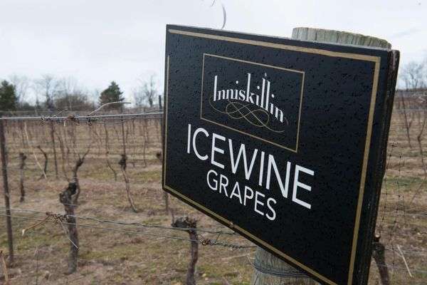 inniskillin winery