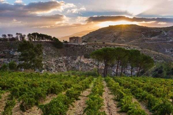 nero d'avola