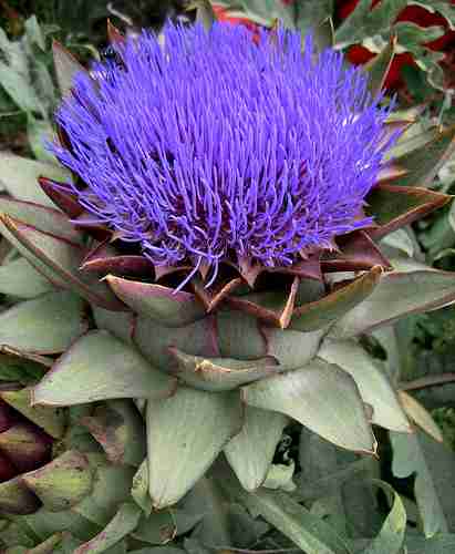 artichokes wine pairing