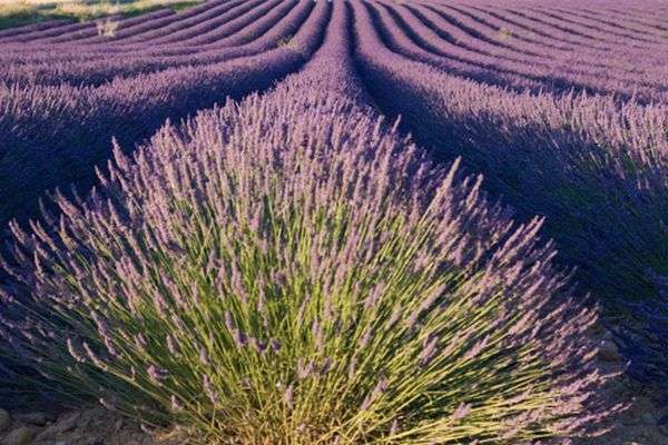 provence wine