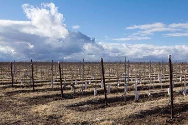 Sonoita wineries