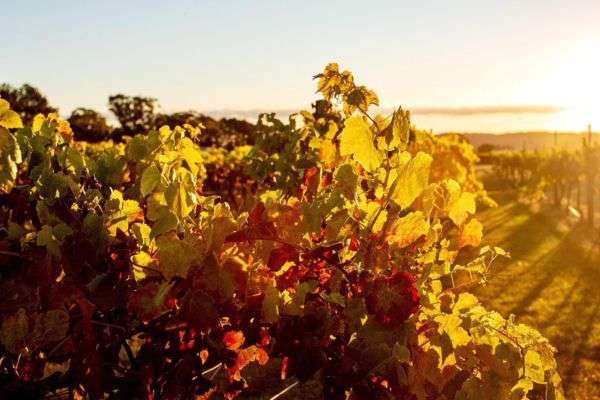 stanthorpe wineries tours