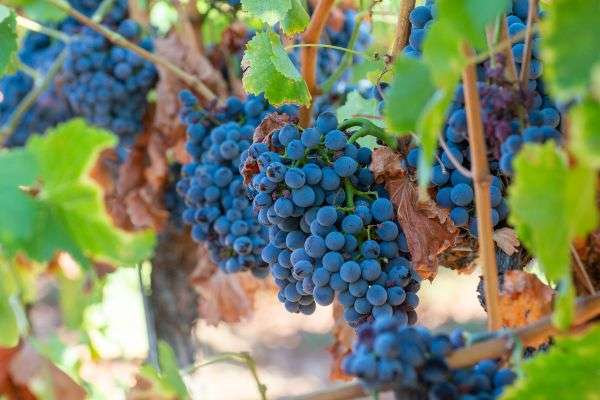 best wineries in swan valley with grenache grapes