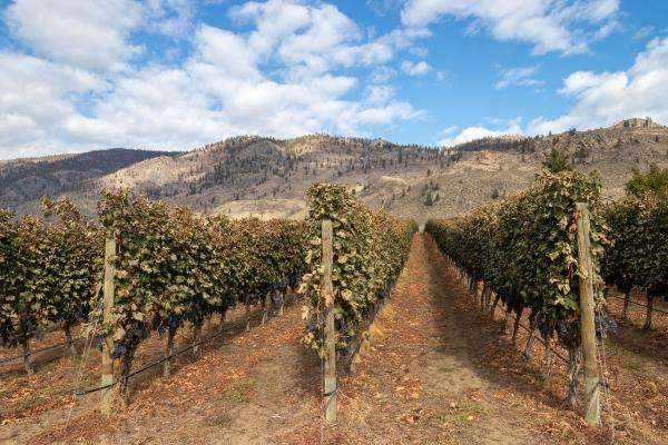 climate in osoyoos wineries