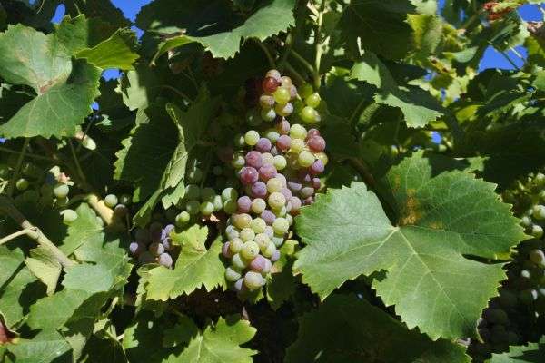 grapes in best wineries in swan valley