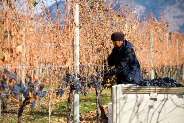 osoyoos wine tours