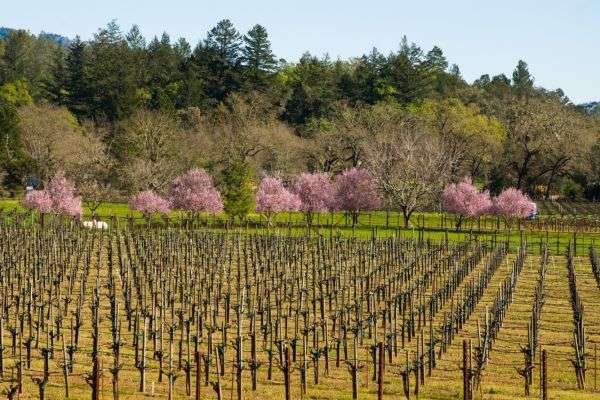 calistoga wine tours