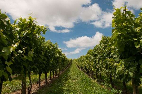 perth wine tours