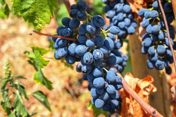 perth wineries with zinfandel grapes