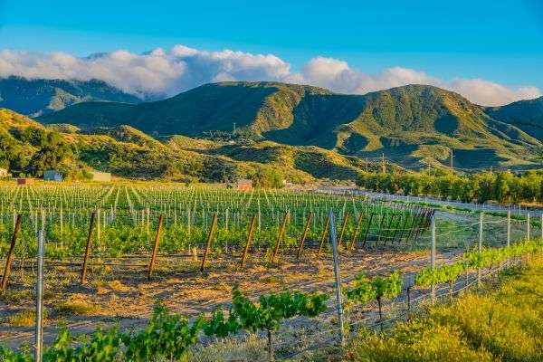 temecula wine tours