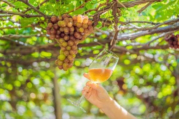 touring best wineries in italy