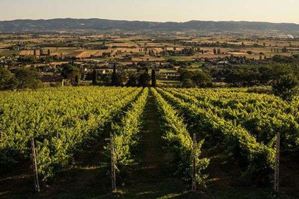 Tili Vini wineries near rome