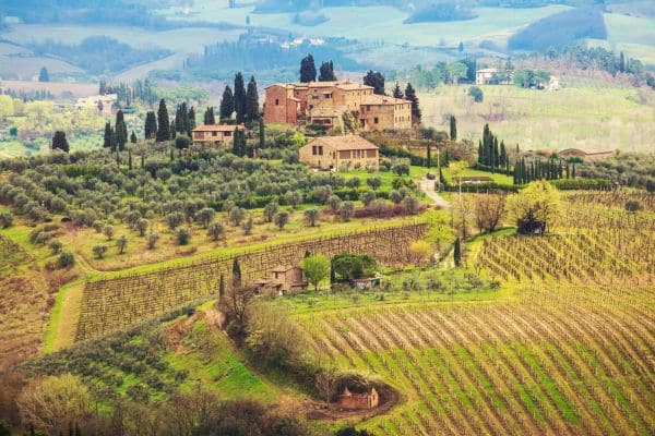 ancient vineyards of italy