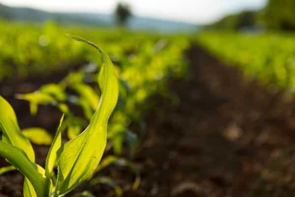 Agriculture Day – Napa County Farm Bureau