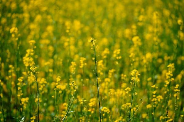 Mustard Flower Demonstration