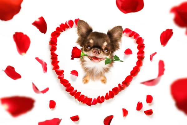 Valentine’s Painting Workshop / Dog Rescue Event