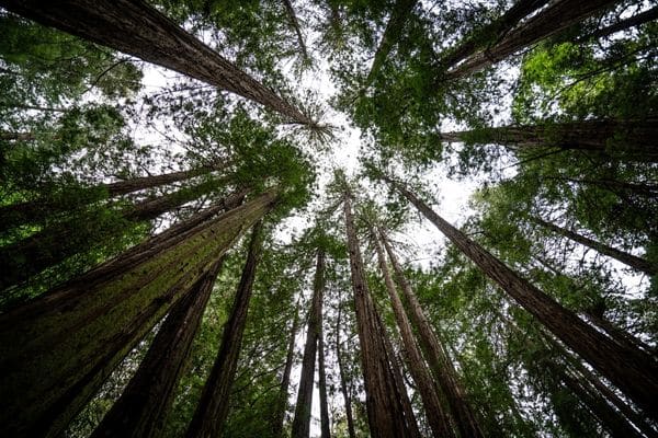 Celebrate Earth Month: Golden Latte & Farm Frito Misto Supporting American Forests