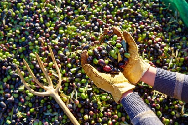 Olive Harvest Celebration