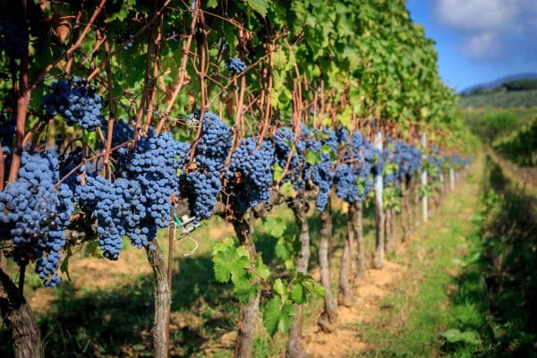 Hands on Harvest